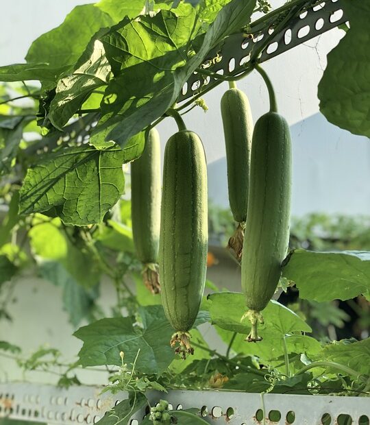 plantar luffa